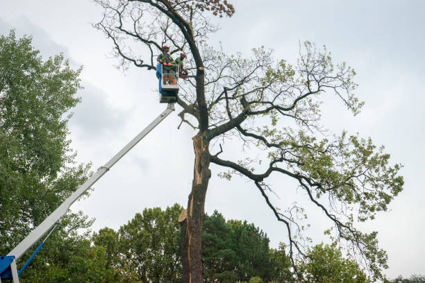 The Steps Involved in Our Tree Care Process in Heritage Hills, NY